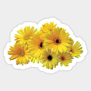 Daisies - Bunch of Yellow Daisies Sticker